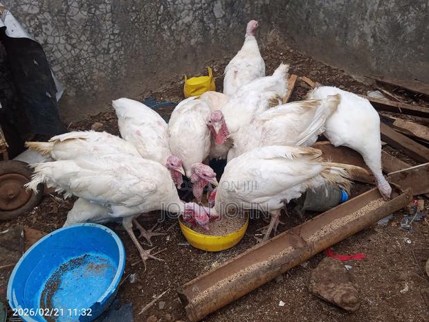 White Holland Turkeys Pairs - thumbnail 8