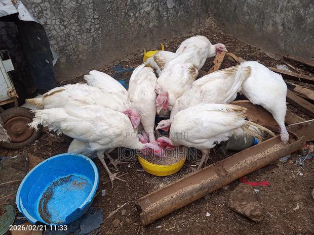 White Holland Turkeys Pairs - thumbnail 9