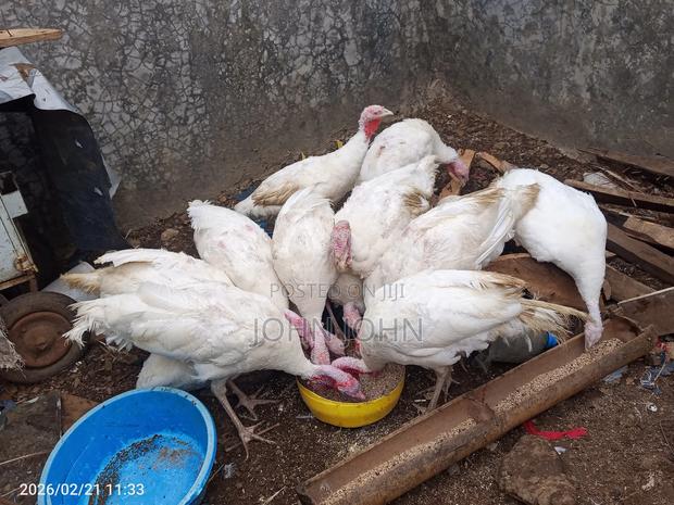 White Holland Turkeys Pairs - thumbnail 10