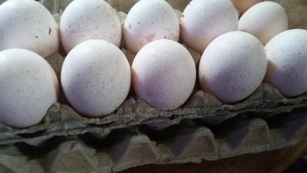 Poultry Farming - thumbnail 8