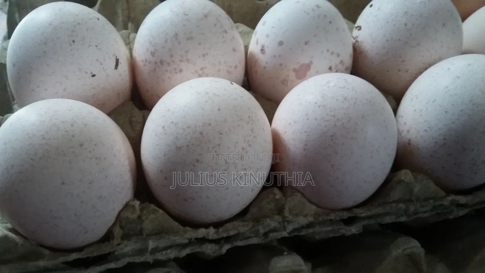 Poultry Farming