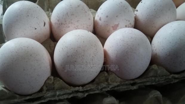 Poultry Farming - thumbnail 9