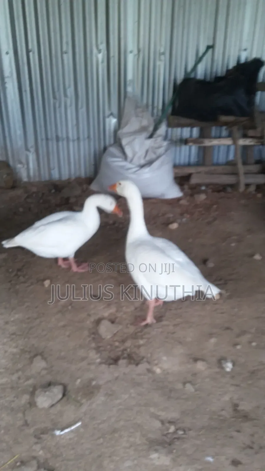 Poultry Farming