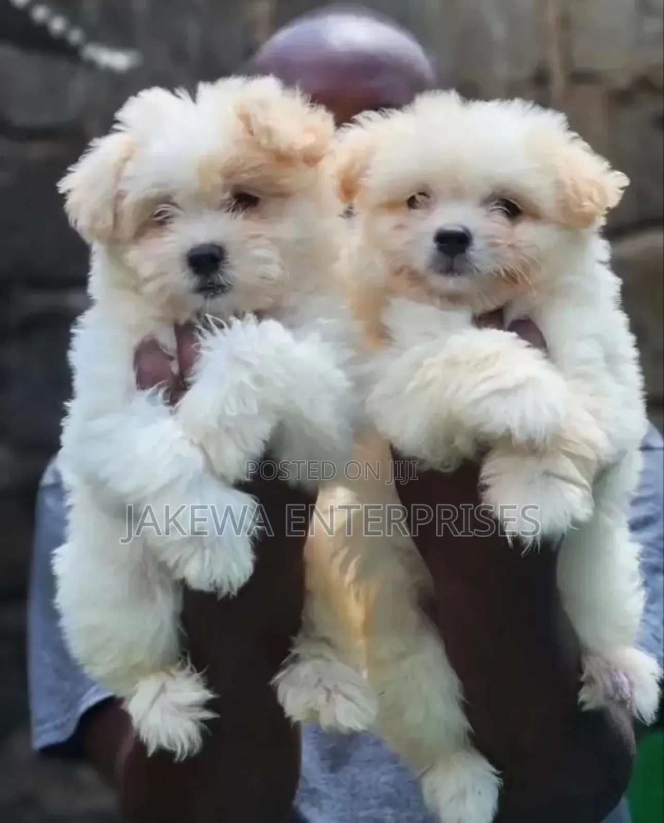 1-3 months Female Purebred Havanese
