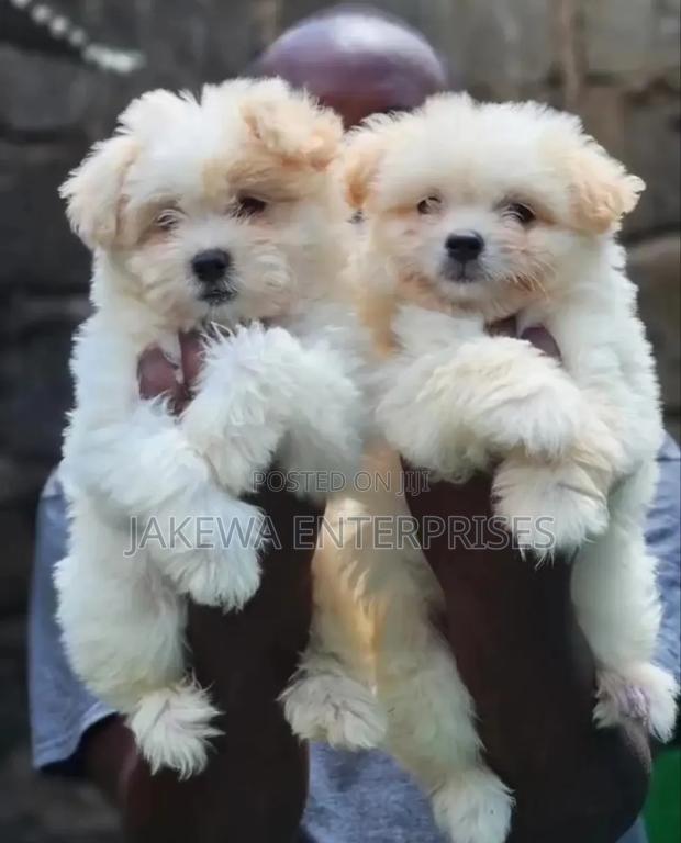 1-3 months Female Purebred Havanese