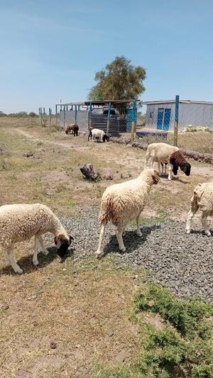Plots At Kajiado - thumbnail 2