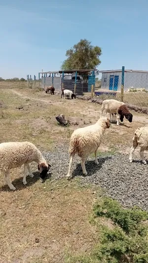 Plots at Kajiado Sajiloni
