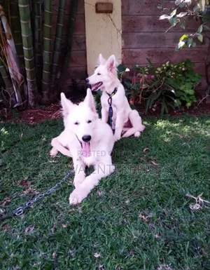 3-6 months Male Purebred German Shepherd
