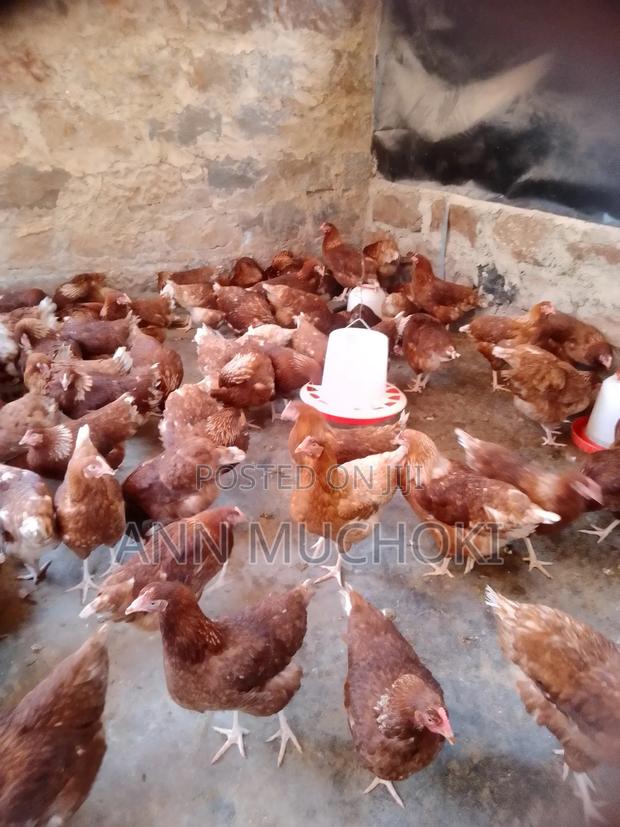 Layers Chicken - main view