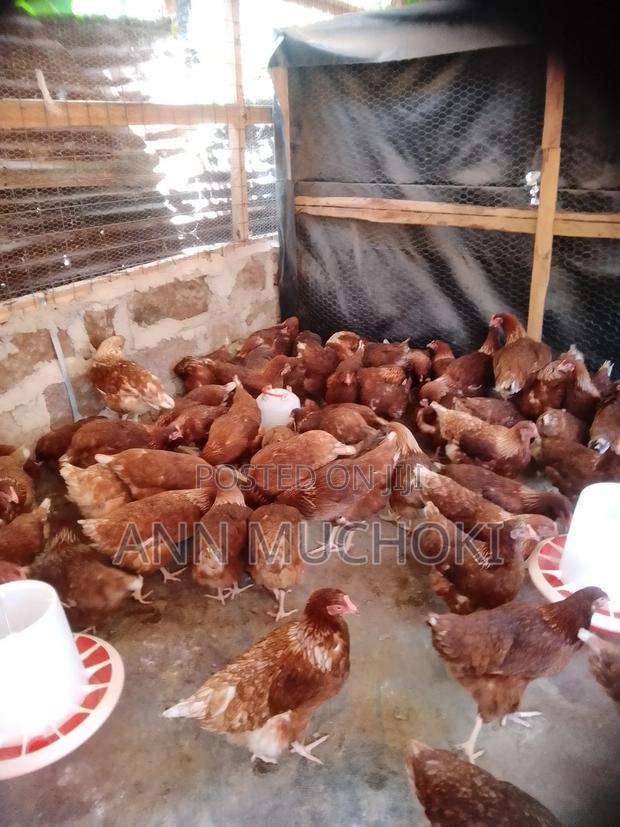 Layers Chicken - thumbnail 2