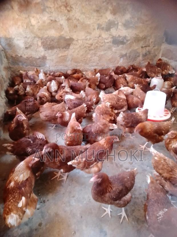 Layers Chicken - thumbnail 3