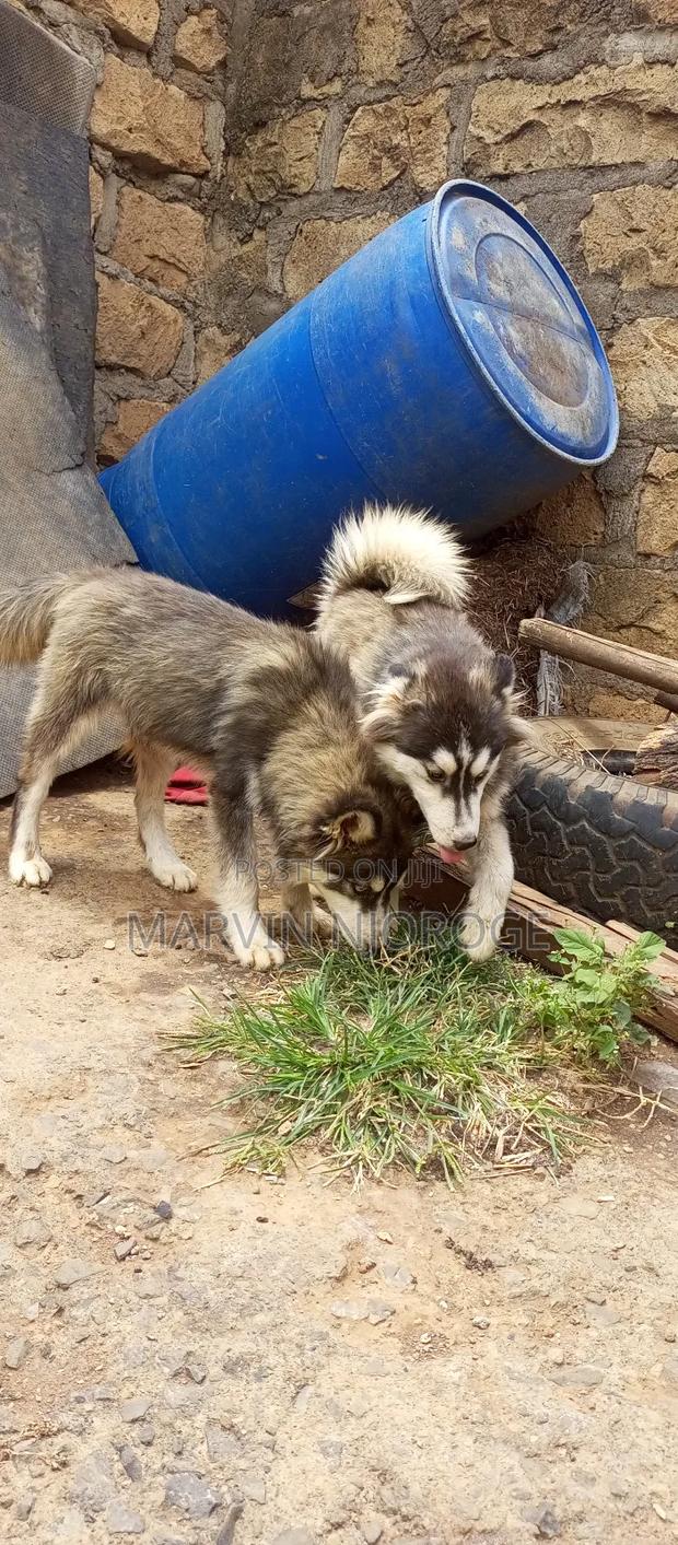 1-3 months Male Purebred Siberian Husky