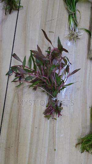 Aquarium Plants - thumbnail 2