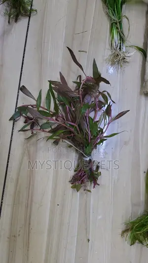 Aquarium Plants