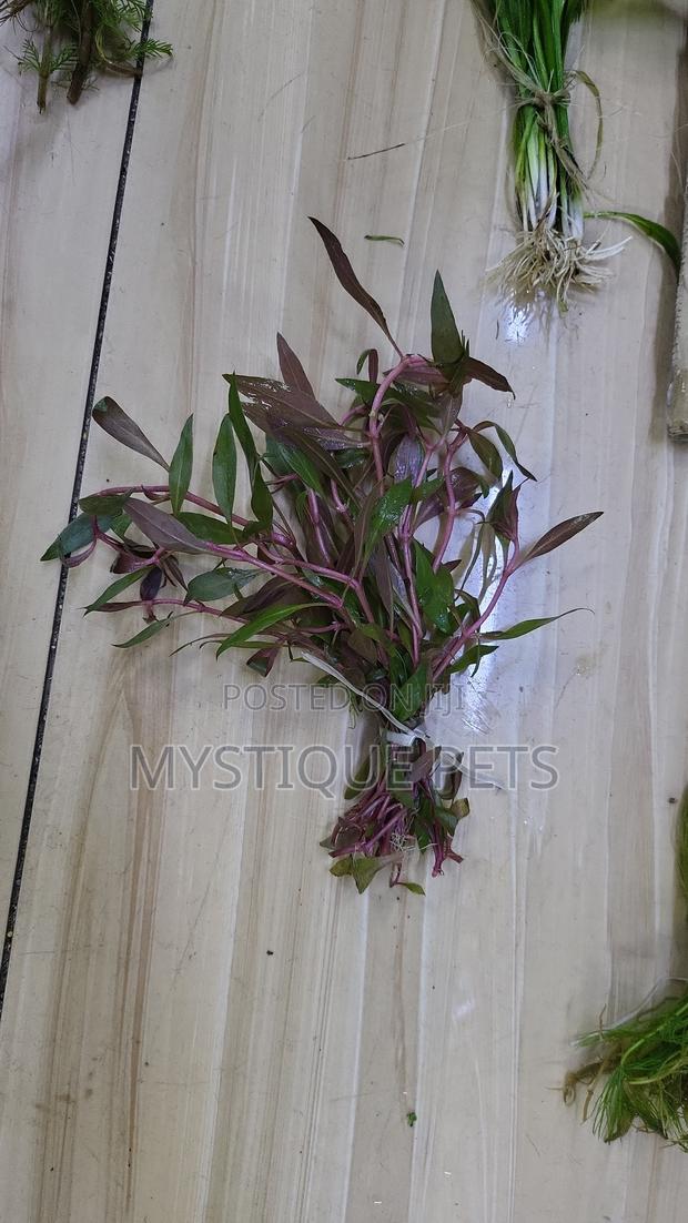 Aquarium Plants - main view