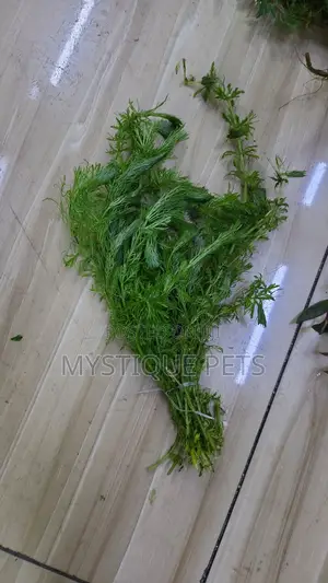 Fish Live Plants
