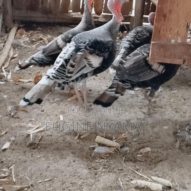 Turkey for Sell - main view