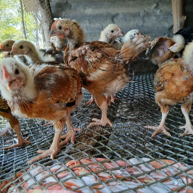 Improved Kienyeji - main view