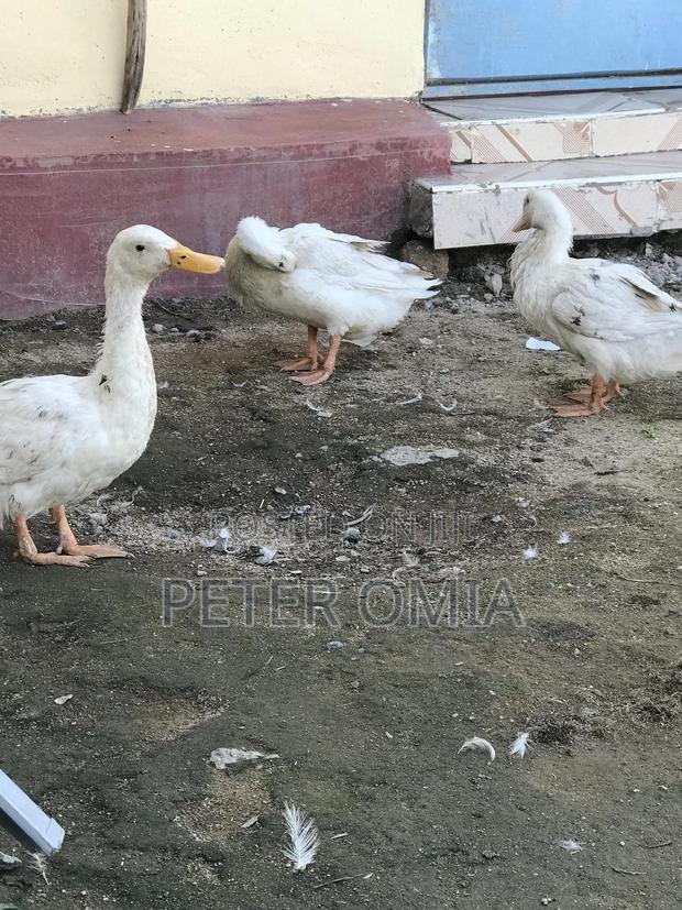 Jumbo Pekin - thumbnail 3