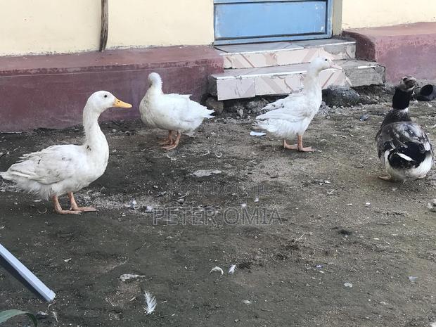 Jumbo Pekin - thumbnail 4