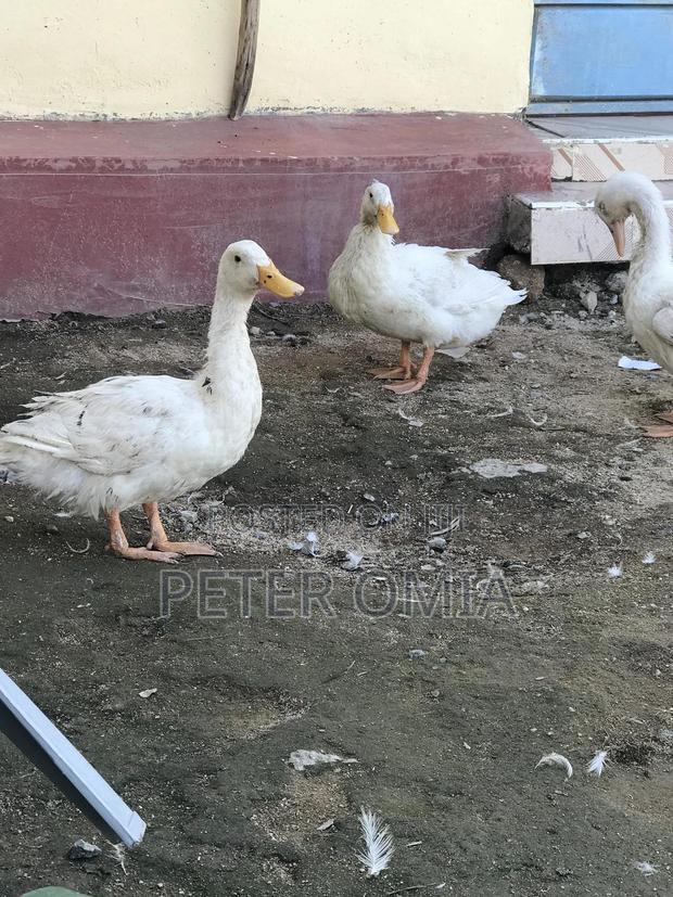 Jumbo Pekin - main view