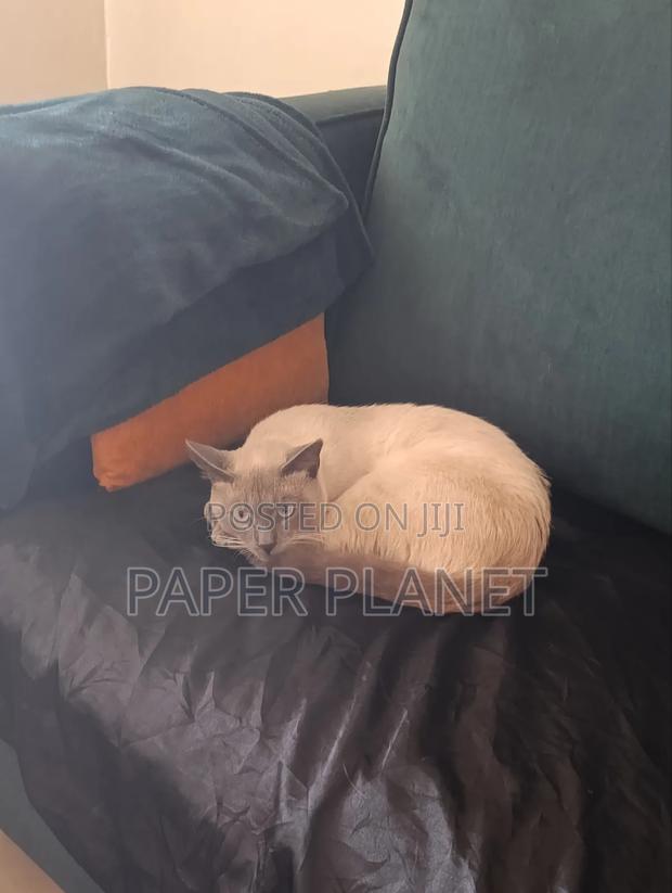 1+ year Male Mixed Breed Siamese - main view