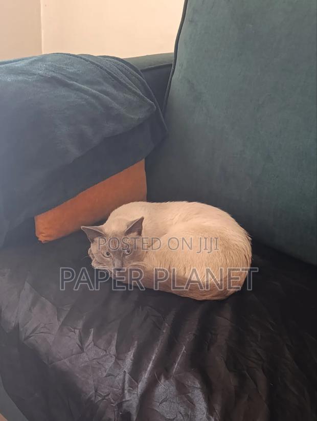 1+ year Male Mixed Breed Siamese - thumbnail 2