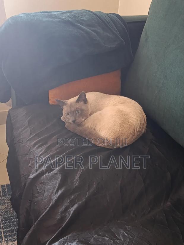 1+ year Male Mixed Breed Siamese - thumbnail 3