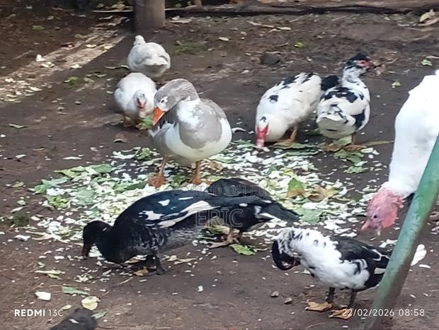 Mascovy Ducks - main view