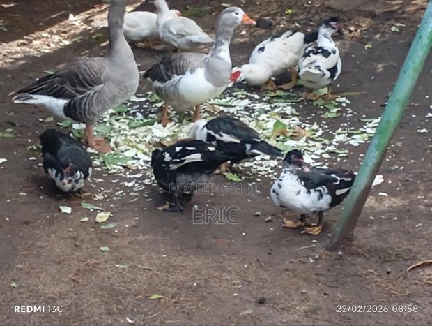 Mascovy Ducks - thumbnail 2