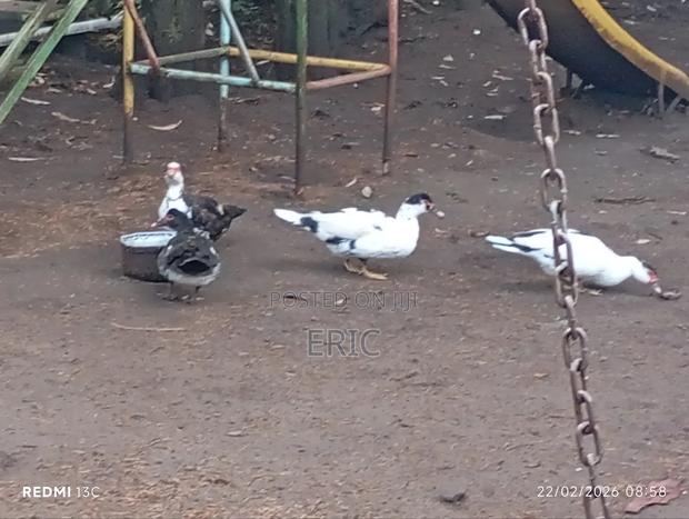 Mascovy Ducks - thumbnail 3