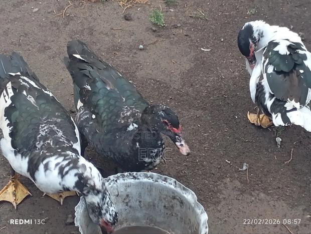 Mascovy Ducks - thumbnail 4