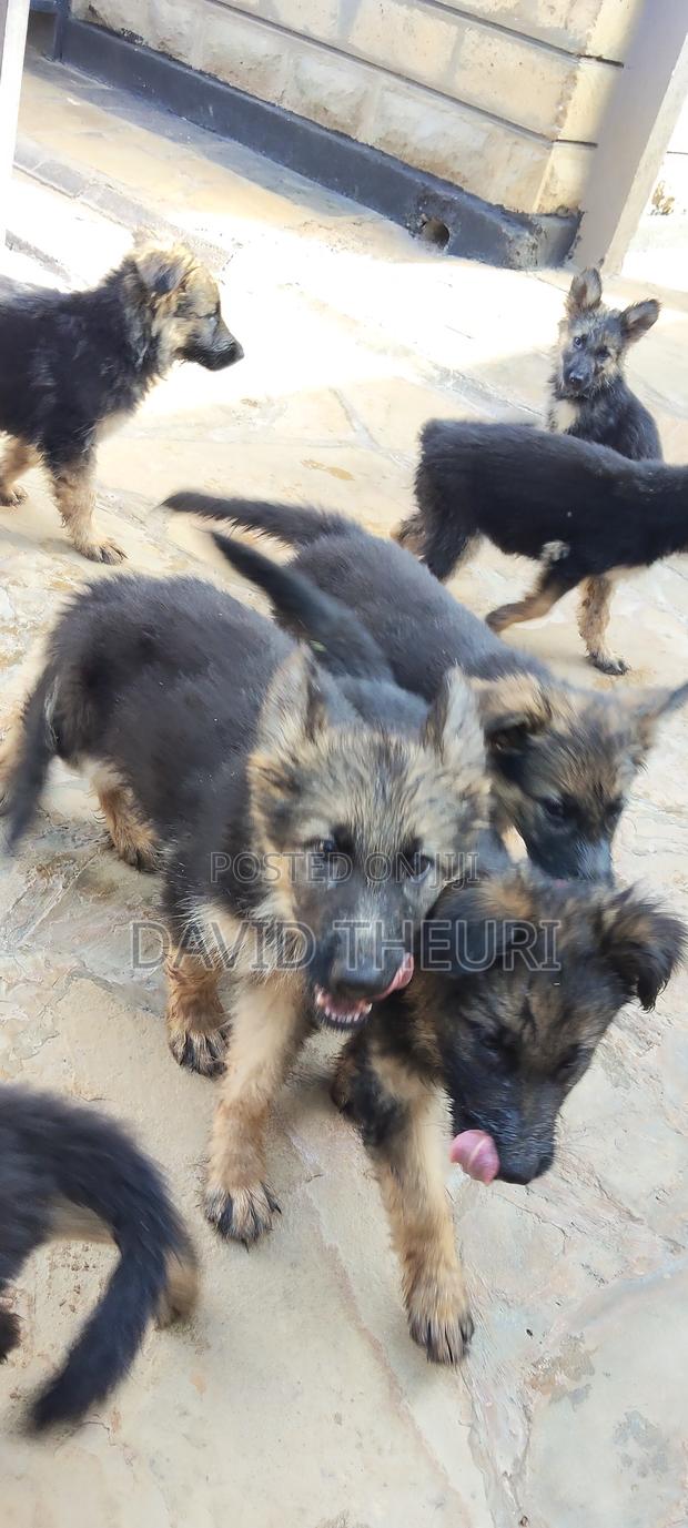 1-3 months Male Purebred German Shepherd - main view