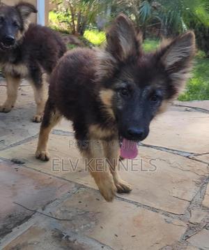 3-6 months Female Purebred German Shepherd - thumbnail 3