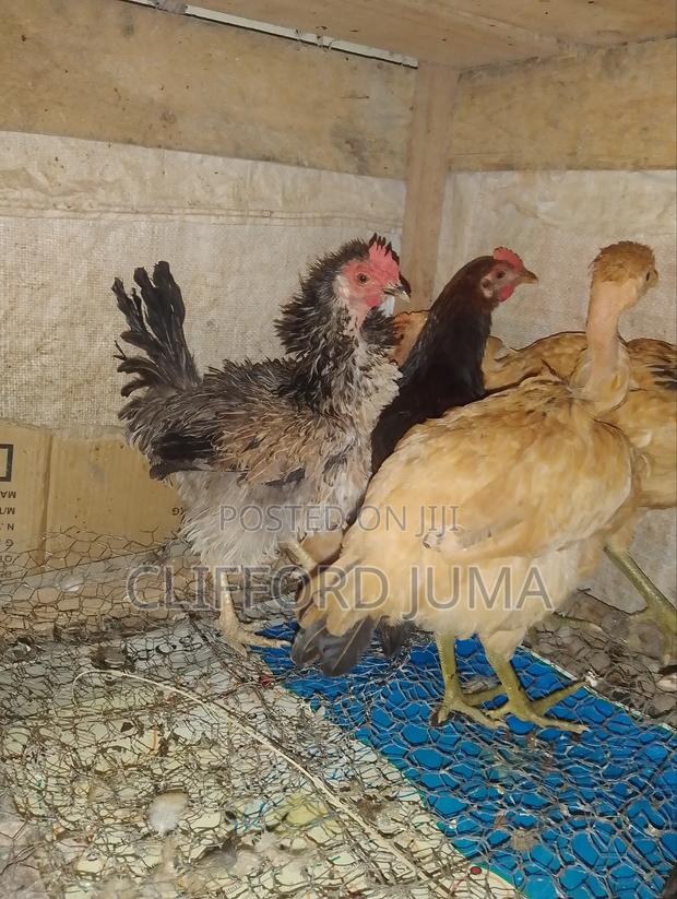 Kienyeji Chicken - main view