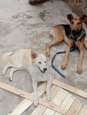 6-12 months Female Mixed Breed German Shepherd - thumbnail 2