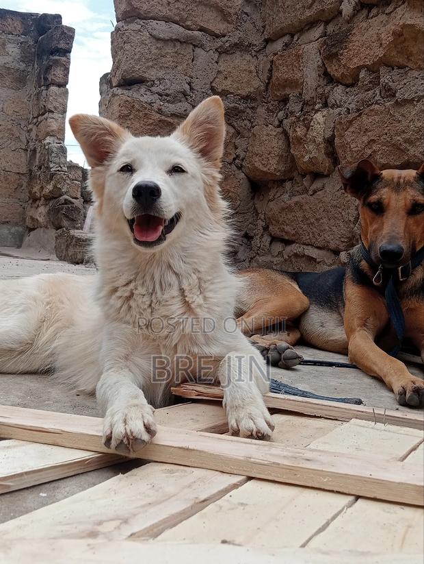 6-12 months Female Mixed Breed German Shepherd - thumbnail 3