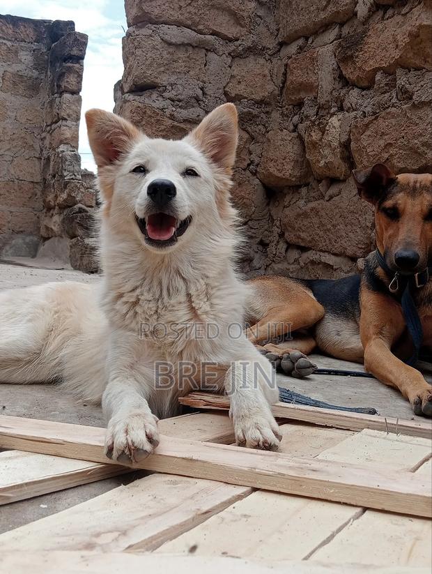 6-12 months Female Mixed Breed German Shepherd - thumbnail 4