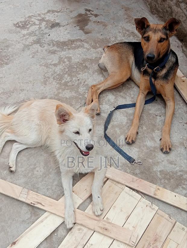 6-12 months Female Mixed Breed German Shepherd - thumbnail 5