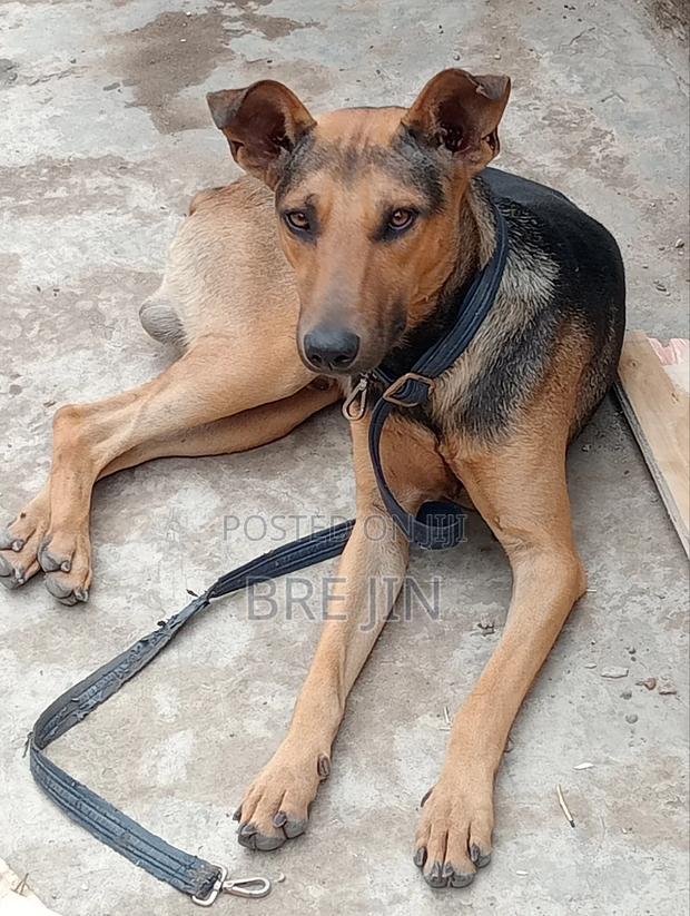 6-12 months Female Mixed Breed German Shepherd - thumbnail 6