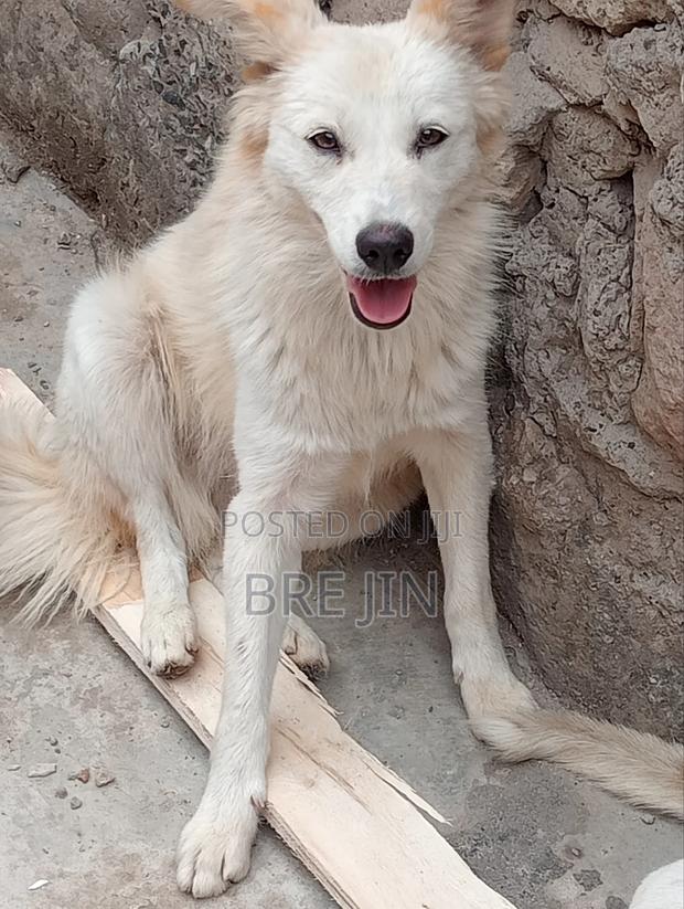 6-12 months Female Mixed Breed German Shepherd - thumbnail 7