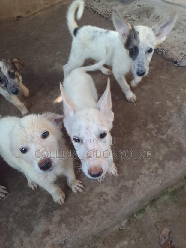 1-3 months Male Mixed Breed German Shepherd - thumbnail 4