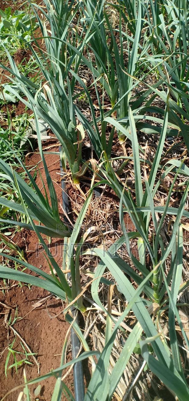 Garlic Onions on Sale