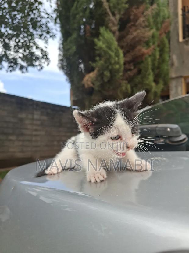 1-3 months Female Mixed Breed American Shorthair