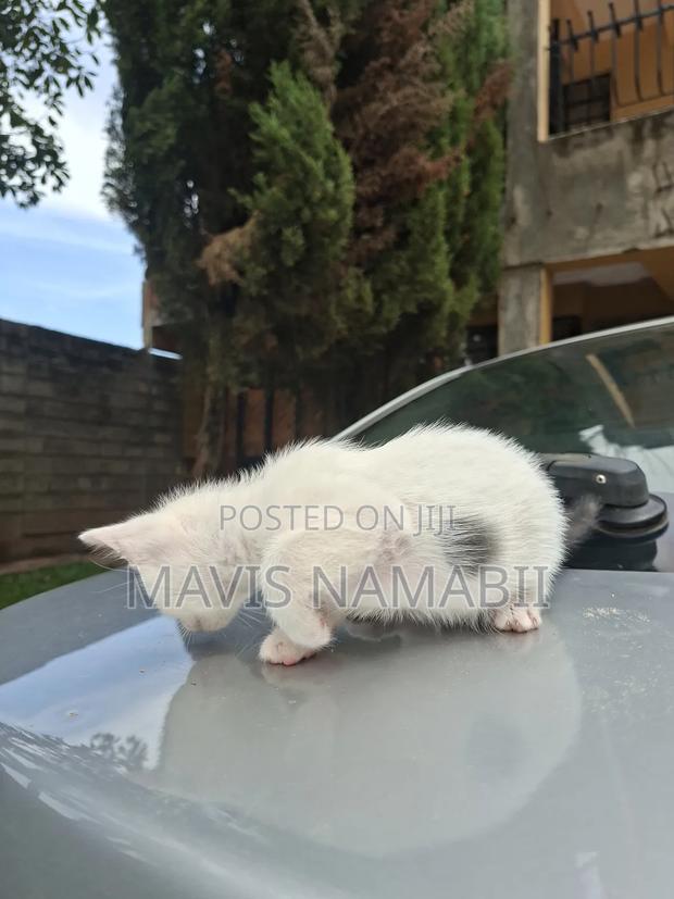 1-3 months Female Mixed Breed American Shorthair - thumbnail 3