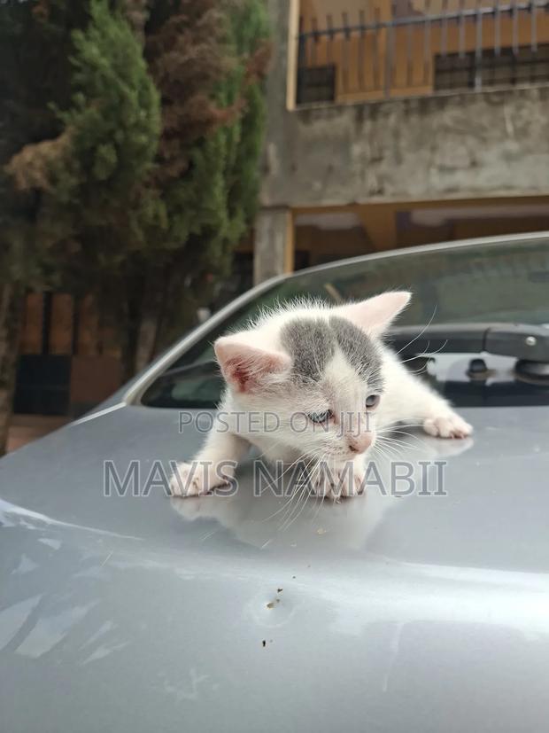 1-3 months Female Mixed Breed American Shorthair - thumbnail 4