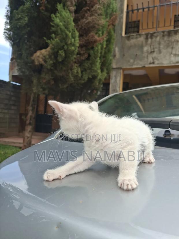 1-3 months Female Mixed Breed American Shorthair - thumbnail 5