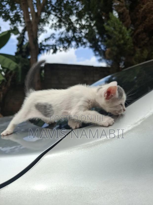 1-3 months Female Mixed Breed American Shorthair - thumbnail 6