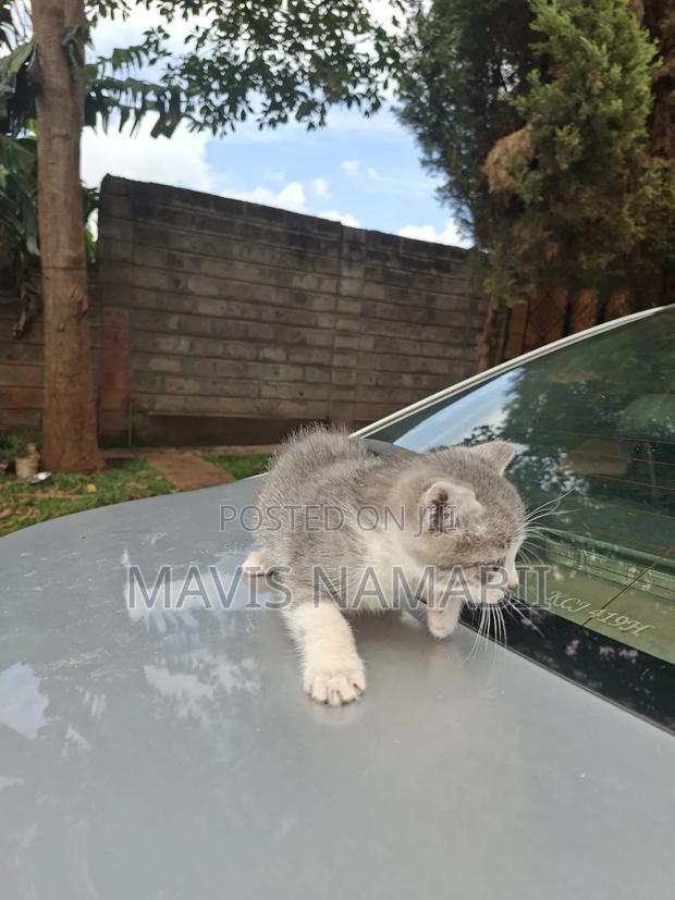 1-3 months Female Mixed Breed American Shorthair - thumbnail 7