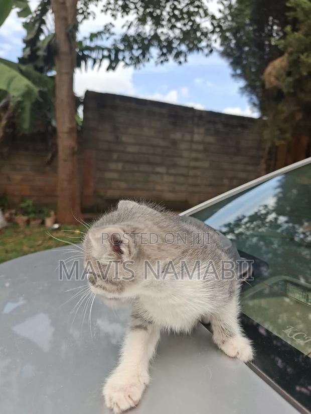 1-3 months Female Mixed Breed American Shorthair - thumbnail 8